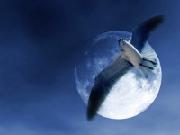 /album/photo-gallery-ljubov-i-romantika/love-and-romance-wallpapers-053-jpg/